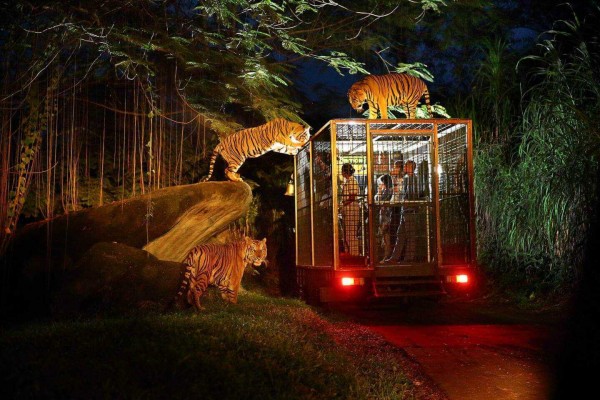 In Bali - Night Safari (Domestic / KITAS Holder)