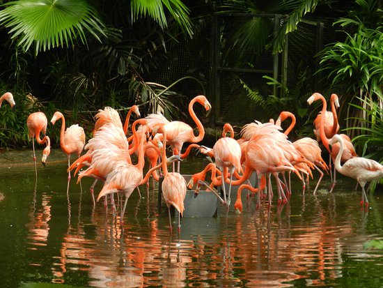 SINGAPORE JURONG BIRD PARK